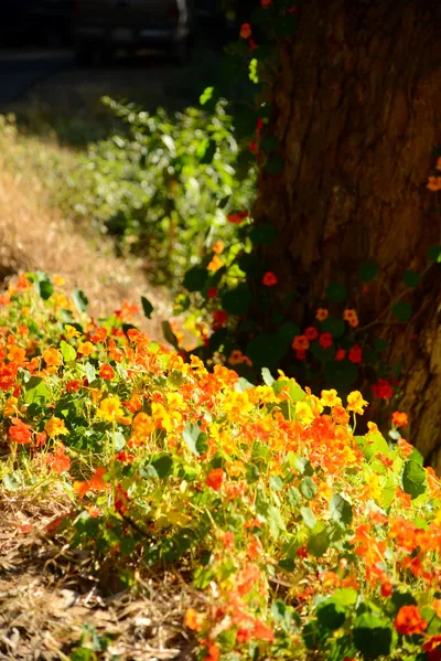 DSC_2720 (Large).JPG